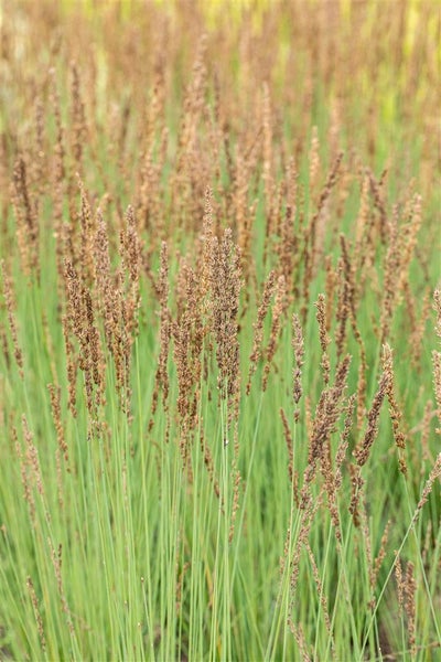 Molinia caerulea 'Heidezwerg', Moorgras, kompakt, 2-3 Liter Container