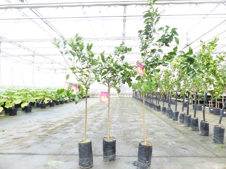 Zitrus Zitronenbaum Zitrone Citrus Limon Limone 160 - 170 cm Zitruspflanze
