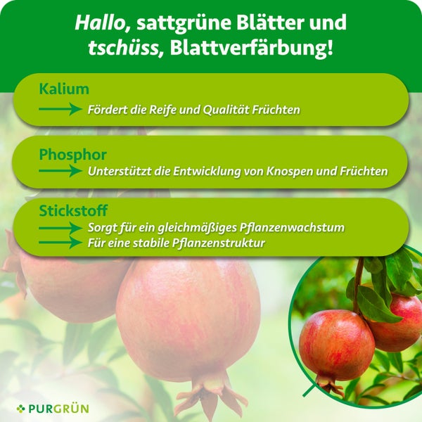 Infografik über die Wirkung von Pflanzennährstoffen wie Kalium Phosphor und Stickstoff für gesundes Pflanzenwachstum mit Purgrün Logo.