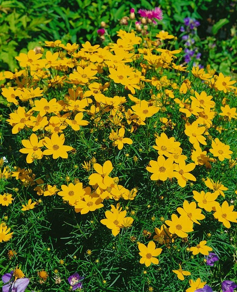 Gelber Coreopsis-Blütenbusch im Gartenbeet