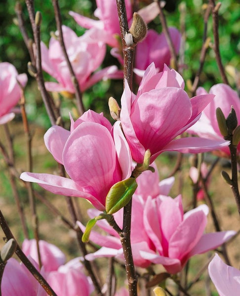 Magnolia soulangiana, Tulpen-Magnolie, rosa-weiß, 60–80 cm