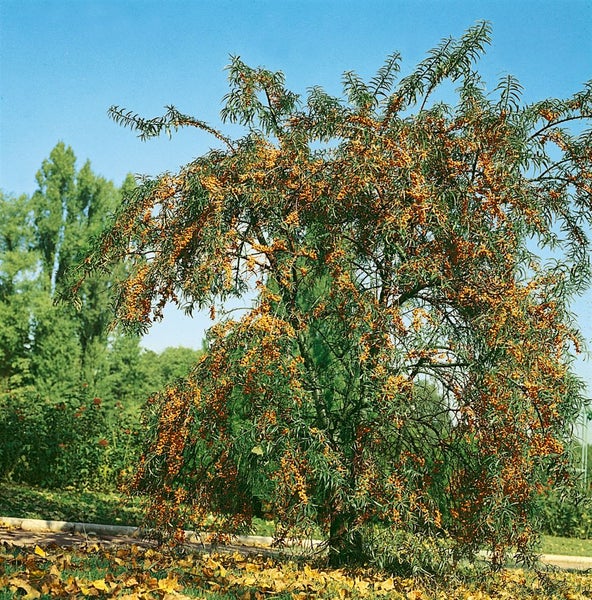 Sanddornbaum mit reifen Beeren im Garten