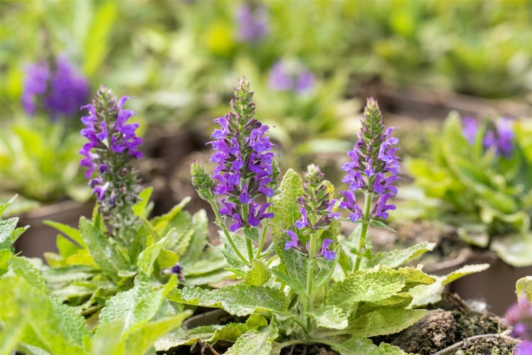 Salvia nemorosa 'Marcus', Steppensalbei, violettblau, ca. 9x9 cm Topf