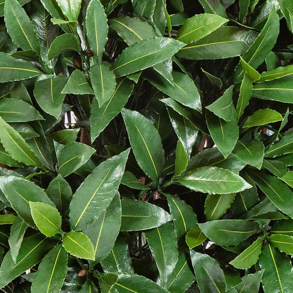Künstliche Hecke mit dichten, glänzenden grünen Blättern.