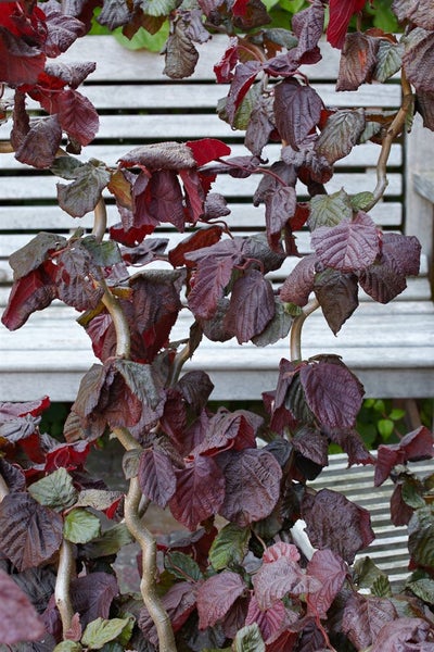 Corylus maxima 'Red Majestic' -S-, Purpur-Hasel, rotblättrig, 40–60 cm