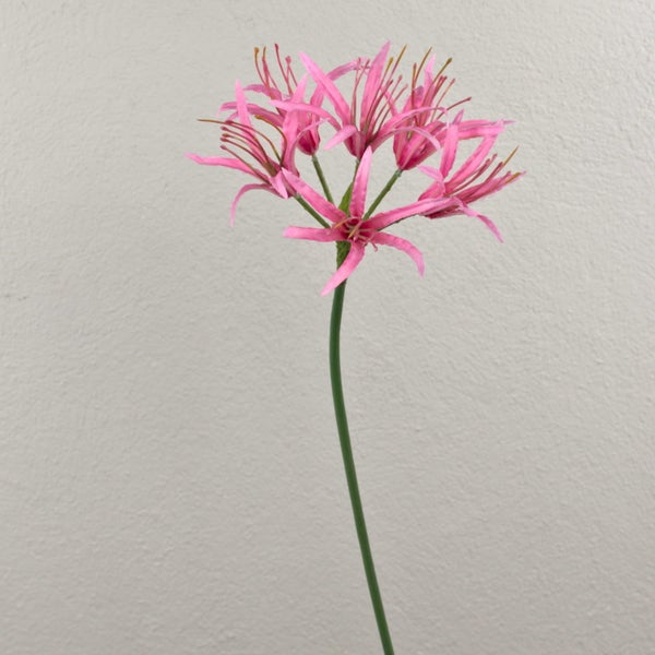 Künstliche Blume Nerine mit langem grünem Stängel und pinkfarbenen Blüten.