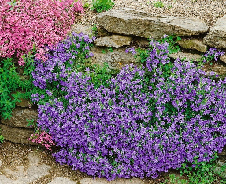 Campanula portenschlagiana 'Birch', Polsterglockenblume, ca. 9x9 cm Topf