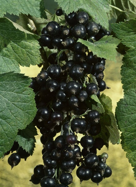 Ribes nigrum 'Silvergieters', Schwarze Johannisbeere, 40–60 cm