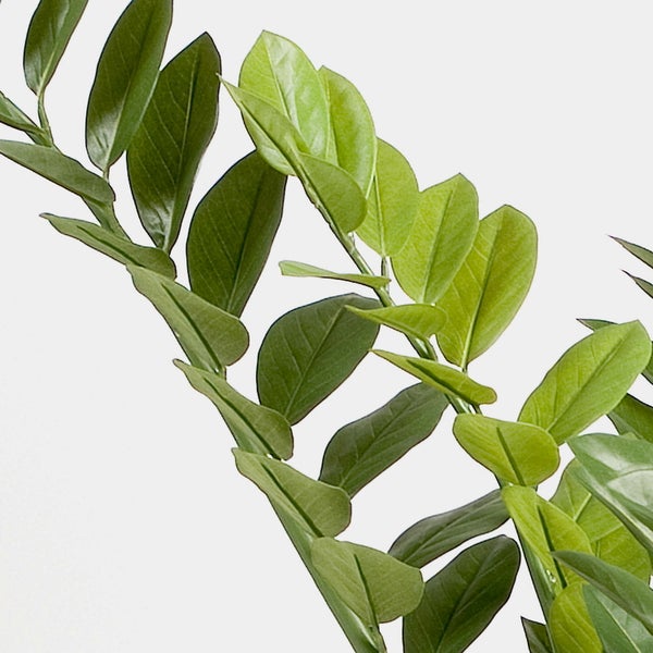 Zamioculcas zamiifolia Glücksfeder mit glänzenden grünen Blättern.
