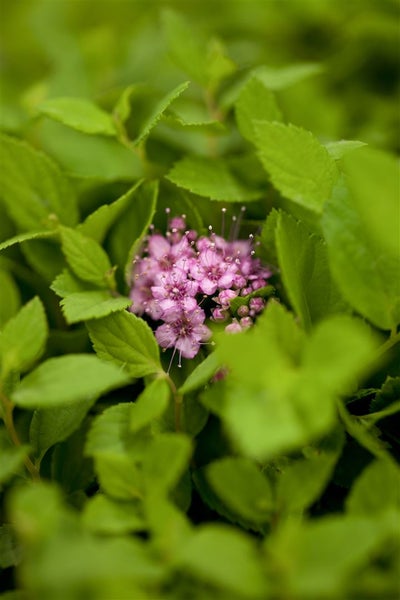 Spiraea japonica 'Little Princess', Zwerg-Spiere, rosa, 20–30 cm