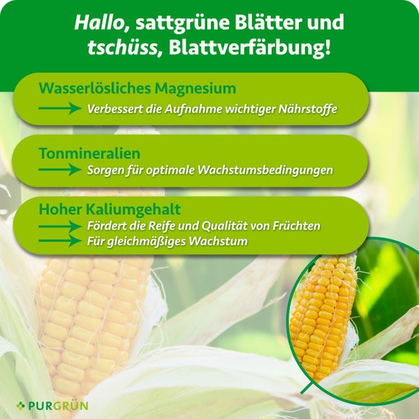 Infografik zeigt die Vorteile von Purgrün Dünger mit Magnesium, Tonmineralien und Kalium für gesundes Blattwachstum und Maisernte.