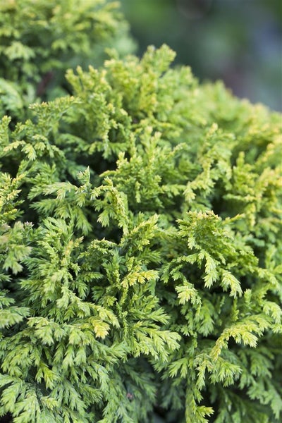 Chamaecyparis pisifera 'Nana', Zwerg-Scheinzypresse, 15–20 cm