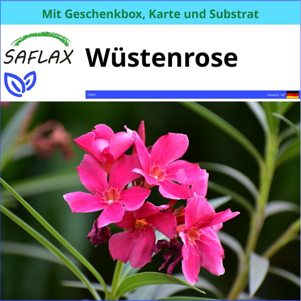 SAFLAX Geschenk Set - Wüstenrose - Adenium obesum - 8 Samen - Mit Geschenkbox, Versandaufkleber, Geschenkkarte und Anzuchtsubstrat