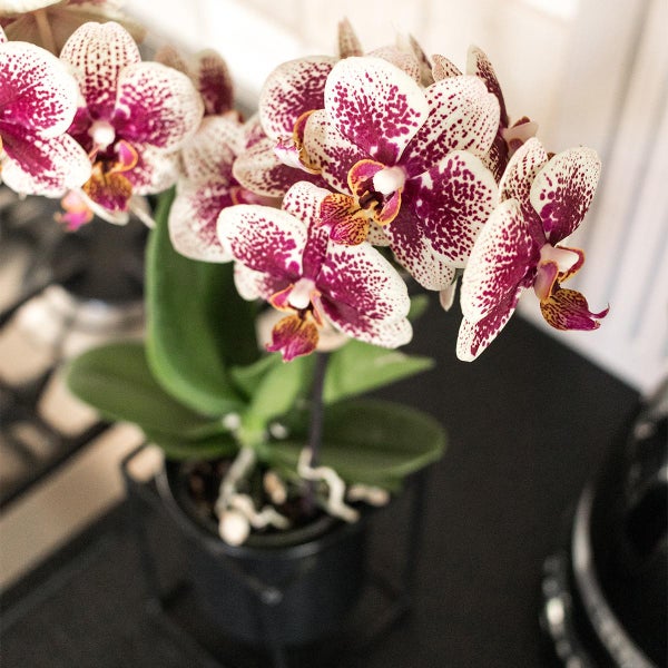 Kolibri Orchids Gelbe rote Phalaenopsis-Orchidee Spanien Topfgröße 9cm blühende Zimmerpflanze frisch vom Züchter