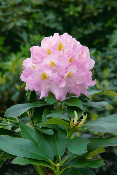 Rhododendron Hybr. 'Genoveva', Rhododendron, 30–40 cm
