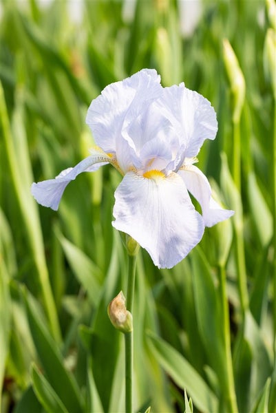 Iris x barb.-elat. 'Blue Sapphire', Schwertlilie, blau, ca. 11x11 cm Topf