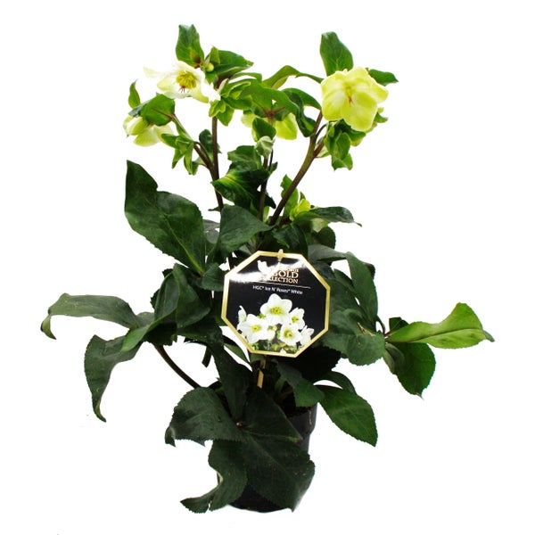 Christrose Schneerose Helleborus Ice n Roses mit vielen Knospen im 15cm Topf White weiss blühend