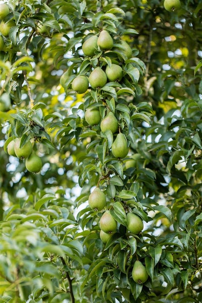 Pyrus communis 'Gräfin von Paris', Birne, 150–200 cm