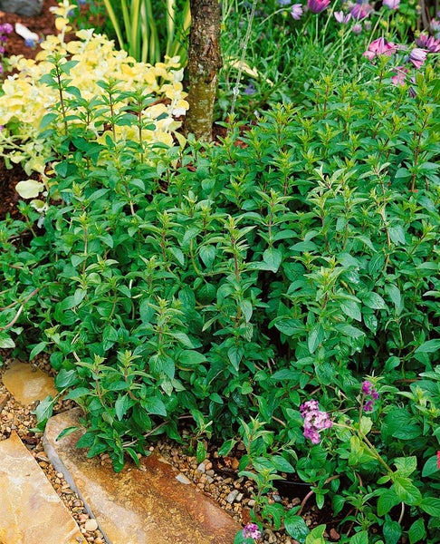Origanum laevigatum 'Hopley', Oregano, rosa Blüten, ca. 9x9 cm Topf