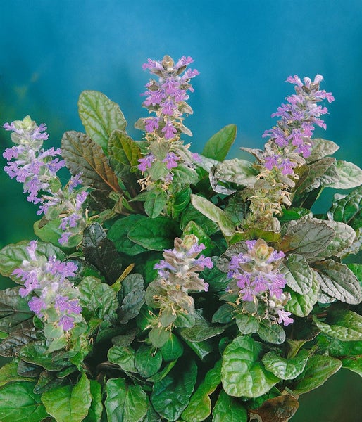 Ajuga reptans 'Atropurpurea', Günsel, purpur, ca. 9x9 cm Topf
