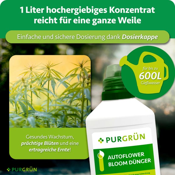 Eine Flasche Purgrün Autoflower Bloom Dünger Konzentrat für gesundes Pflanzenwachstum mit Dosierkappe für bis zu 600 Liter Gießwasser.