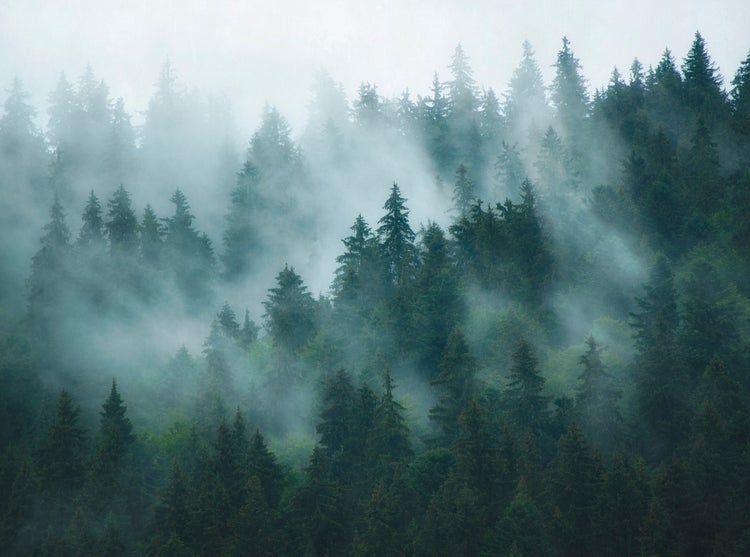 Fototapete mit einem Nadelwald im dichten Nebel, atmosphärisches Naturmotiv.