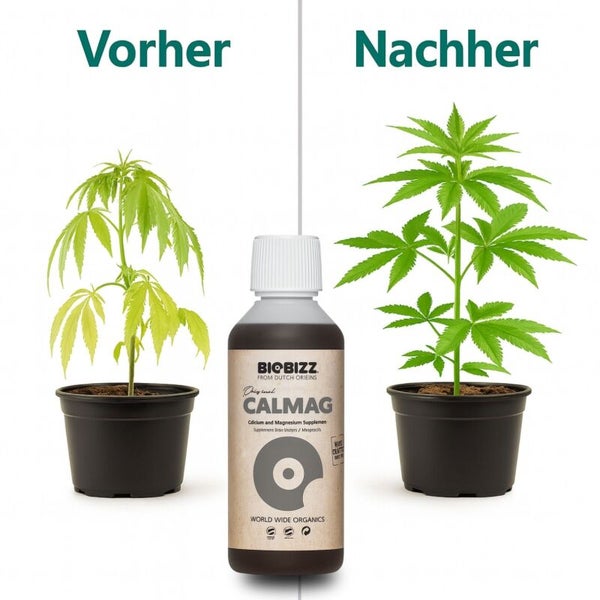 Vorher-Nachher-Vergleich einer Pflanze mit Biobizz Calmag Flasche und Biobizz Logo. Linke Pflanze ist blass, rechte Pflanze gesund und grün.