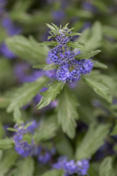 Caryopteris clandonensis 'Kew Blue', Bartblume, blau, 80–100 cm