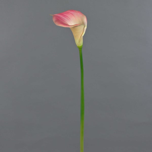 Eine rosa Calla-Blüte an einem langen grünen Stiel.