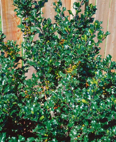 Stechpalmenbusch mit Blättern und Beeren im Garten