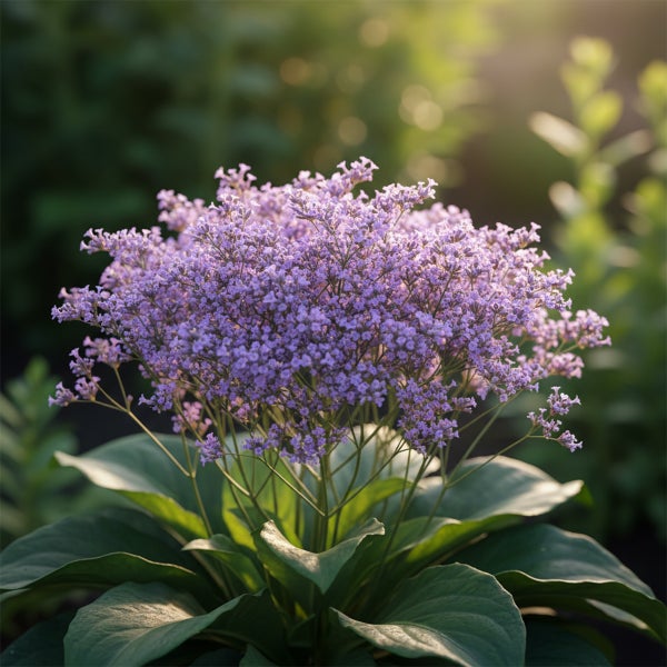 Statice Meerlavendel mit großen grünen Blättern und kleinen violetten Blüten in einem dichten Blütenstand.