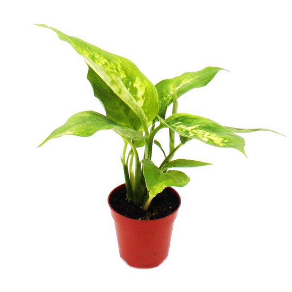 Mini-Pflanze Dieffenbachia Dieffenbachie Ideal für kleine Schalen und Gläser Baby-Plant im 5,5cm Topf