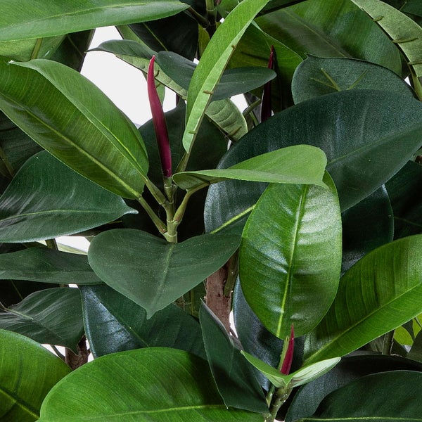 Nahaufnahme von grünen glänzenden Blättern eines Gummibaums Ficus elastica mit einem rötlichen Austrieb.