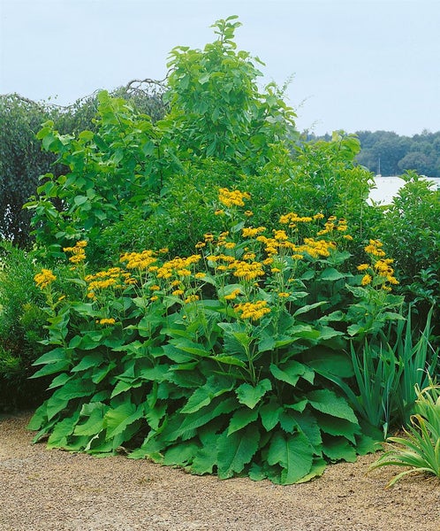 Inula magnifica, Pracht-Alant, gelb, ca. 9x9 cm Topf