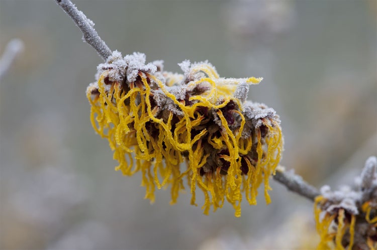 Hamamelis intermedia 'Barmstedt's Gold', Zaubernuss, gelb, 60–80 cm