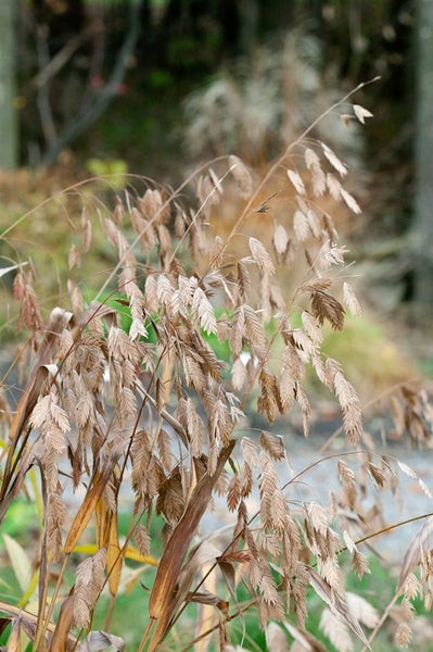 Chasmanthium latifolium, Plattährengras, ca. 9x9 cm Topf
