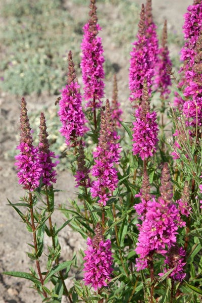 Lythrum salicaria 'Zigeunerblut', Blutweiderich, purpurrot, ca. 11x11 cm Topf