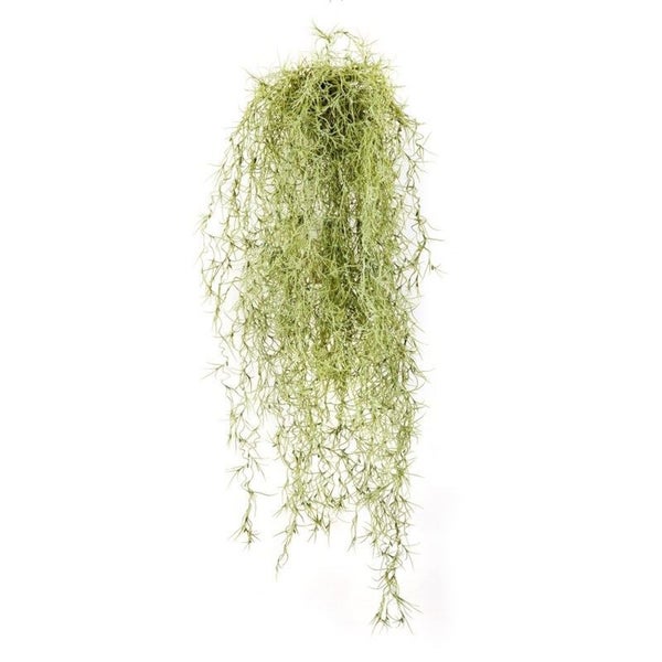 Künstliche Hängepflanze Tillandsia usneoides mit langen grünen Ranken für die Dekoration.