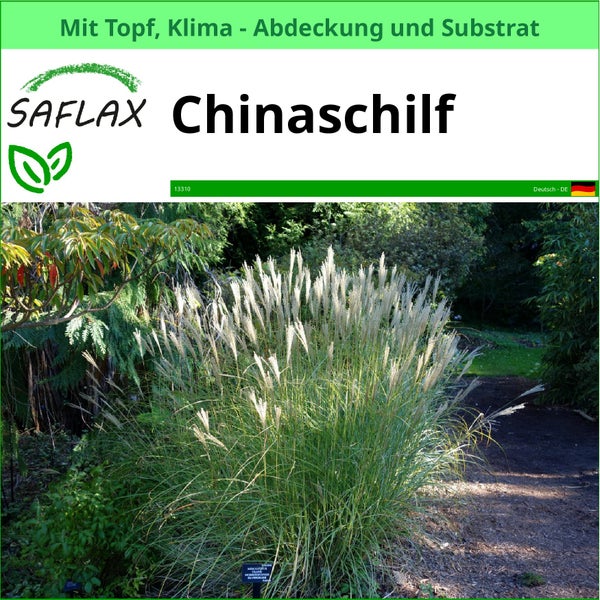Chinaschilf im Topf mit Klimaabdeckung und Substrat