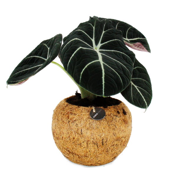 Kokodama - Alocasia reginula Black Velvet - Pfeilblat - im Kokodama-Gefäß - ca. 15cm
