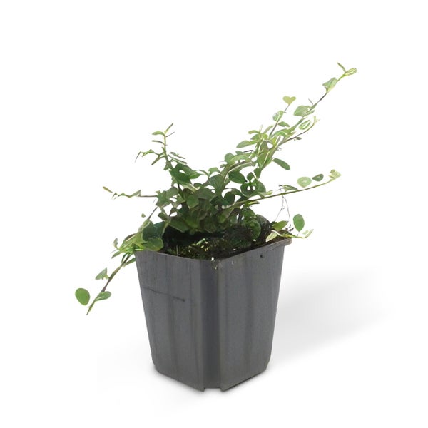 Bodendecker - Zwergmispel - Kriechmispel - Cotoneaster 'Streib's Findling' - 9cm Topf - Set mit 60 Pflanzen