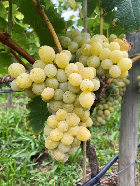 Eine Traube heller Weintrauben hängt reif an einer Weinrebe im Weinberg.