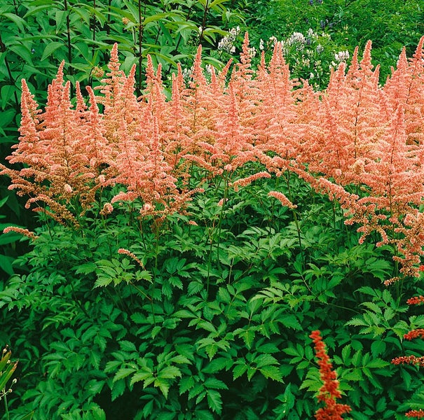 Astilbe x arendsii 'Anita Pfeifer', Prachtspiere, rosa, ca. 9x9 cm Topf