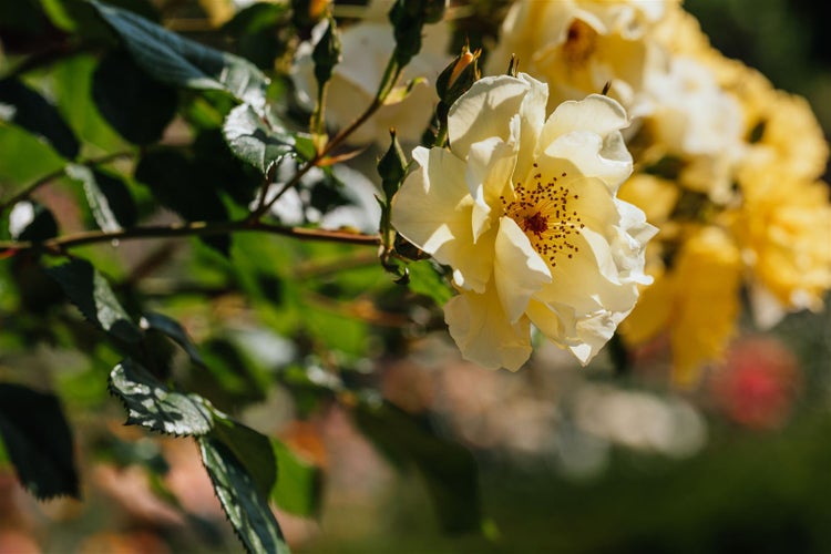 Rosa 'Frühlingsgold', Strauchrose, gelb, 5-7,5 Liter Container