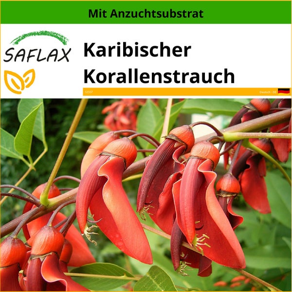 SAFLAX  - Karibischer Korallenstrauch - Erythrina crista-galli - 6 Samen - Mit keimfreiem Anzuchtsubstrat