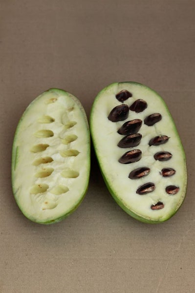 Zwei aufgeschnittene Pawpaw-Früchte, eine mit und eine ohne Samen