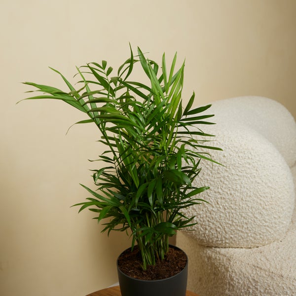 Bloomique - 2er Set - Chamaedorea Elegans - Bergpalme - Zimmerpflanzen - Pflegeleicht - Haustierfreundlich - Höhe 30-40 cm - Topf 12 cm