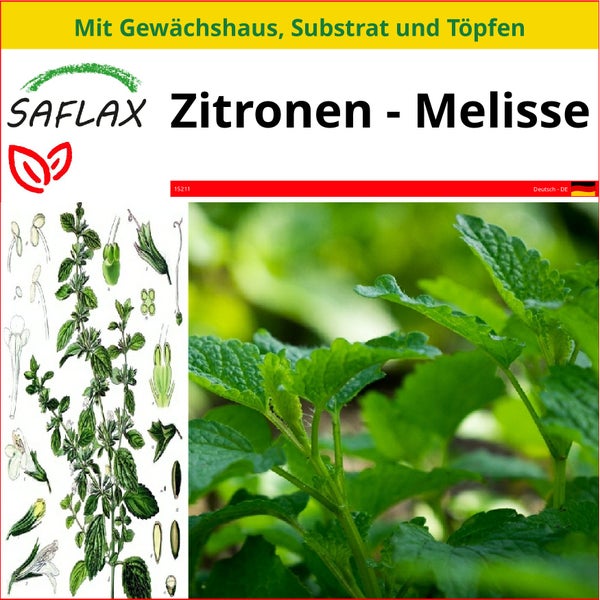 SAFLAX Anzucht Set - Zitronen - Melisse - Melissa officinalis - 150 Samen - Mit Mini-Gewächshaus, Anzuchtsubstrat und 2 Töpfen
