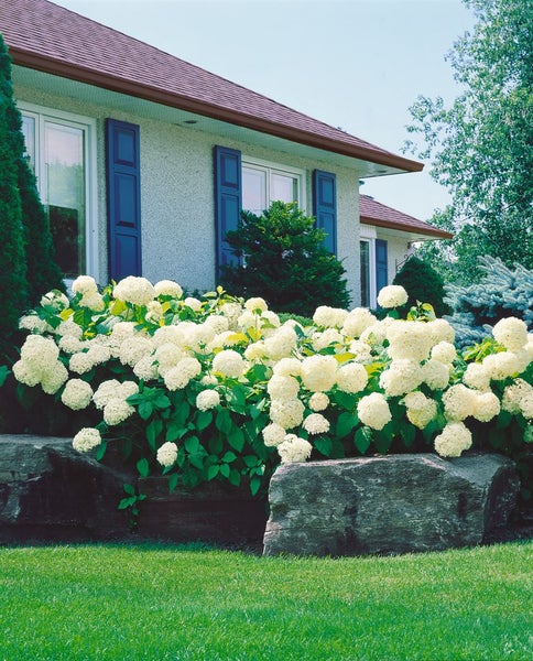 Hydrangea arborescens 'Annabelle', Schneeballhortensie, weiß, 60–80 cm