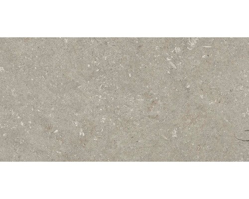 Wand- und Bodenfliese Shellstone taupe 30x60cm